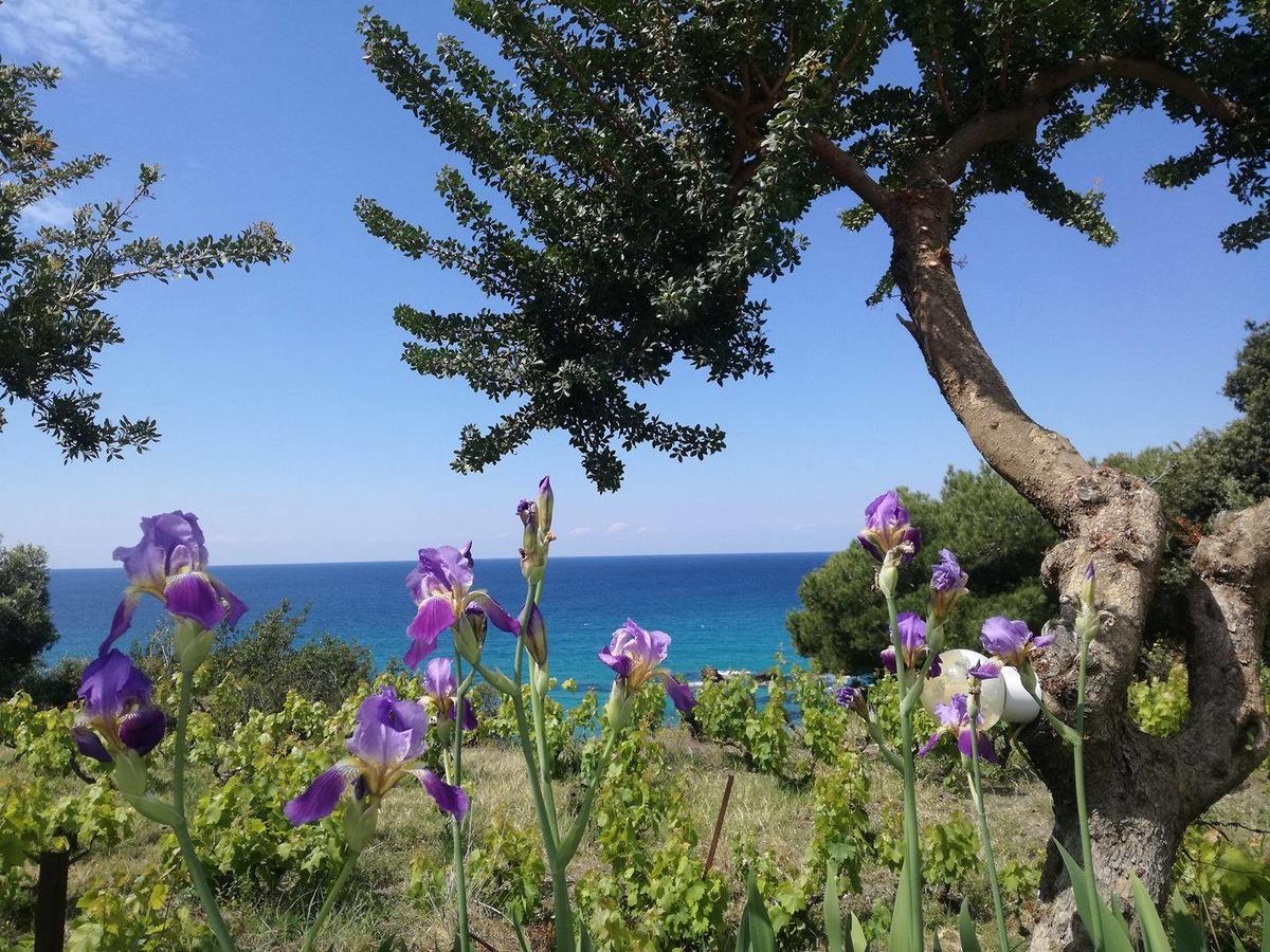 Madalenas B&B Πέλεκας Εξωτερικό φωτογραφία